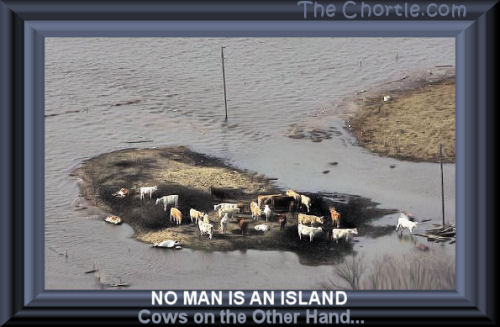No man is an island.&nbsp;Cows, on the other hand...