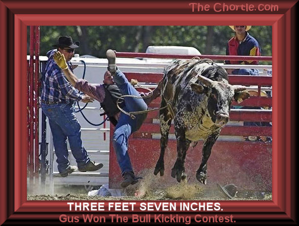 Three feet seven inches.&nbsp;Gus won the bull kicking contest.