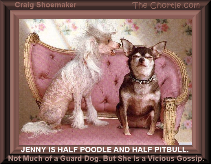 Jenny is half poodle and half pitbull.&nbsp;Not much of a guard dog, but she is a cicious gossip. - Craig Shoemaker 